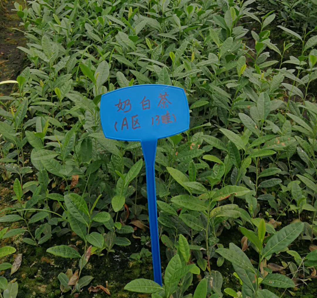 茶樹植物學特征特性